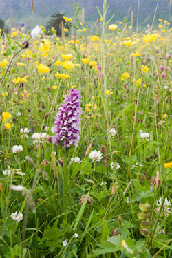 Wild Meadow Flowers